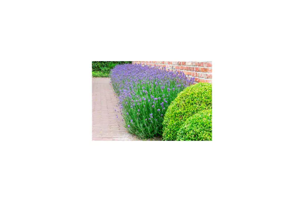 Best Growing Conditions for Healthy Lavender