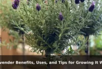 Lavender Benefits, Uses, and Tips for Growing It Well Lavender Benefits, Uses, and Tips for Growing It Well
