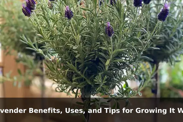 Lavender Benefits, Uses, and Tips for Growing It Well