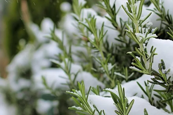 Key Rosemary Benefits to Know