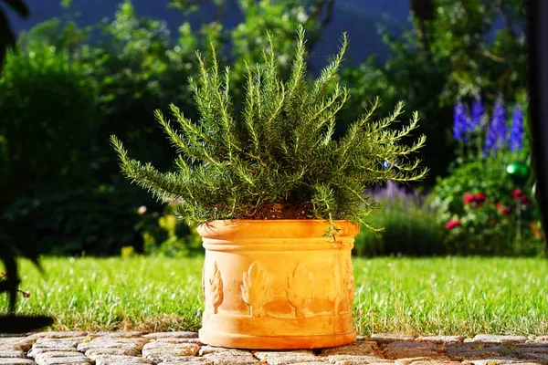 How to Grow Rosemary Successfully