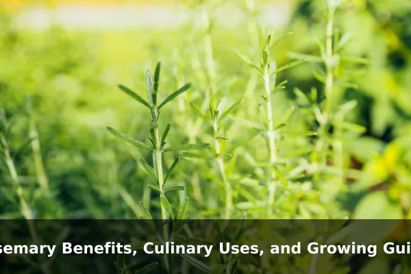 Rosemary Benefits, Culinary Uses, and Growing Guide
