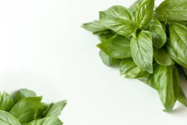 What Basil Is and Why It Matters