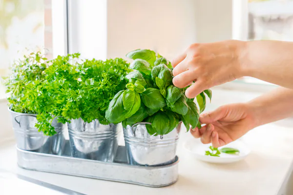 How to Grow Basil at Home