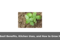 Basil Benefits, Kitchen Uses, and How to Grow It