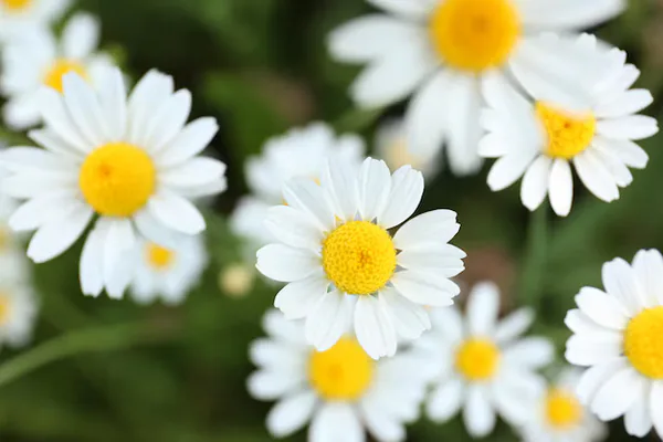 What Chamomile Is and Why It Is Popular