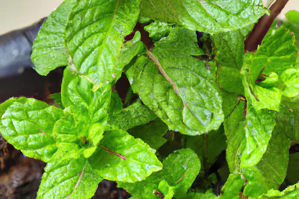 What Mint Is and Why People Use It