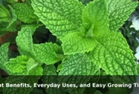 Mint Benefits, Everyday Uses, and Easy Growing Tips