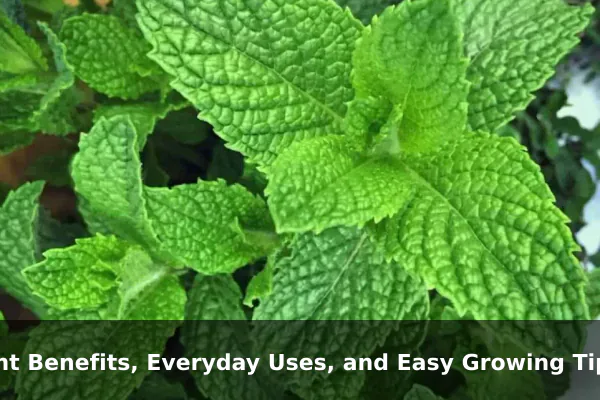 Mint Benefits, Everyday Uses, and Easy Growing Tips