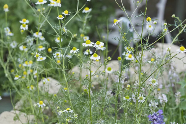 How to Grow Chamomile in the Garden