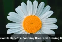 Chamomile Benefits, Soothing Uses, and Growing Guide
