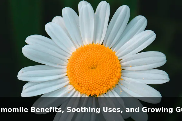 Chamomile Benefits, Soothing Uses, and Growing Guide