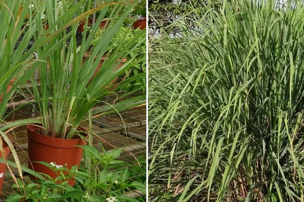 Growing Lemongrass at Home