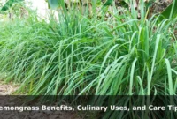 Lemongrass Benefits, Culinary Uses, and Care Tips Lemongrass Benefits, Culinary Uses, and Care Tips