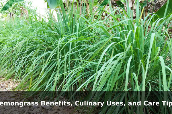 Lemongrass Benefits, Culinary Uses, and Care Tips