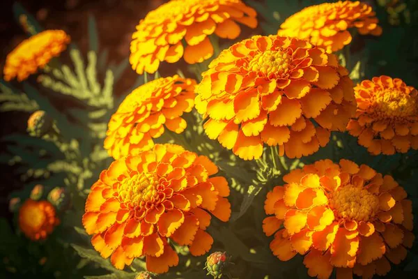 bright orange marigold flowers blooming garden bed