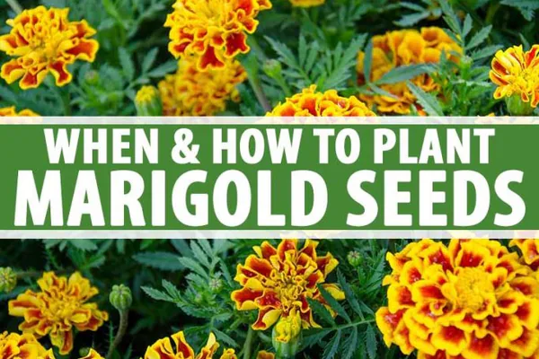 Best Garden Uses for Marigolds