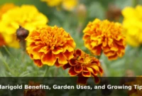 Marigold Benefits, Garden Uses, and Growing Tips
