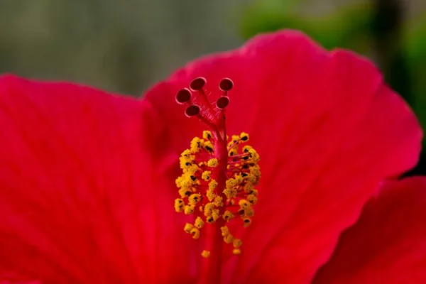 What Is Hibiscus?