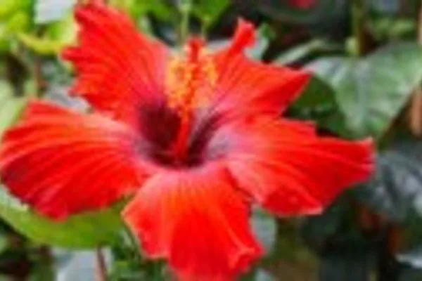 Simple Hibiscus Growing Guide