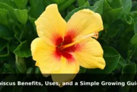 Hibiscus Benefits, Uses, and a Simple Growing Guide Hibiscus Benefits, Uses, and a Simple Growing Guide