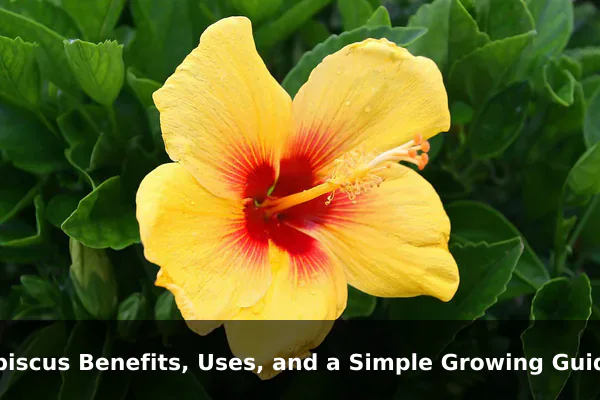 Hibiscus Benefits, Uses, and a Simple Growing Guide
