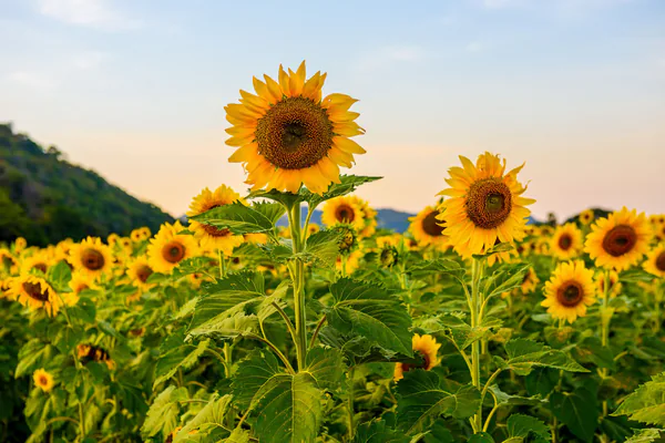 Why Sunflowers Stand Out in the Garden