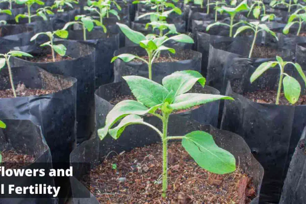 How to Plant and Care for Sunflowers Step by Step