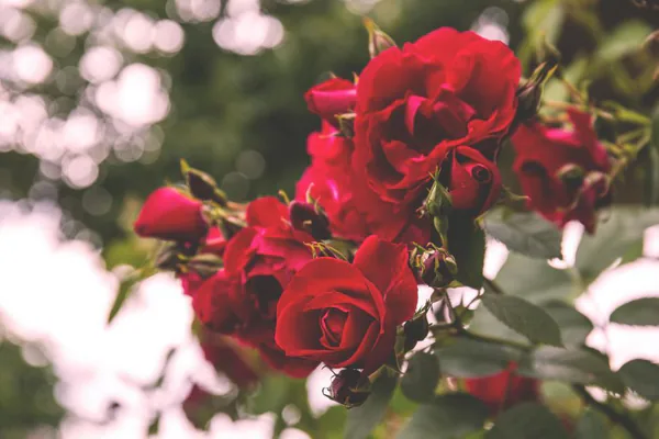 Why Rose Plants Are So Popular