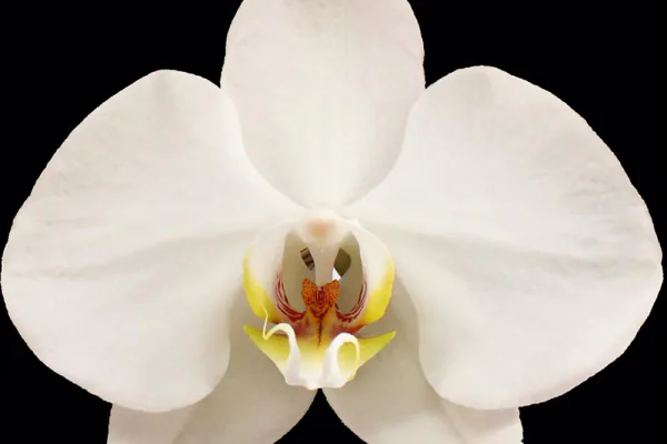 Why Orchids Are So Popular as Indoor Plants
