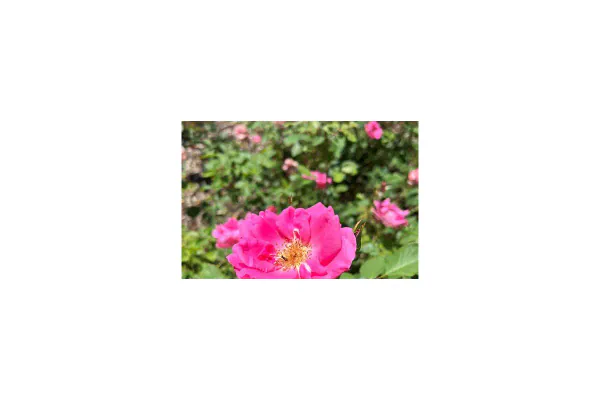 Essential Rose Plant Care Tips