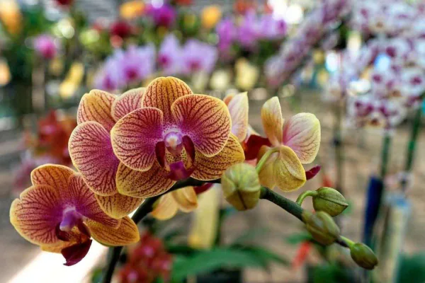How to Care for Orchids Indoors