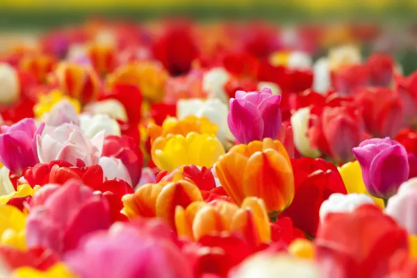 What Makes Tulips So Popular?