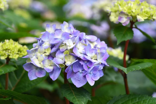 hydrangea shrubs blooming in home landscape garden