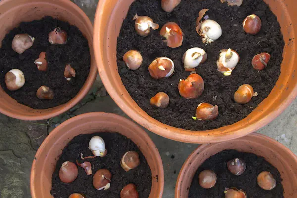 How to Grow Tulips Successfully