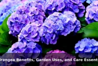 Hydrangea Benefits, Garden Uses, and Care Essentials