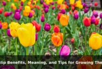 Tulip Benefits, Meaning, and Tips for Growing Them