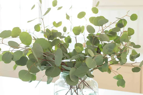 Key Benefits of Eucalyptus Plants