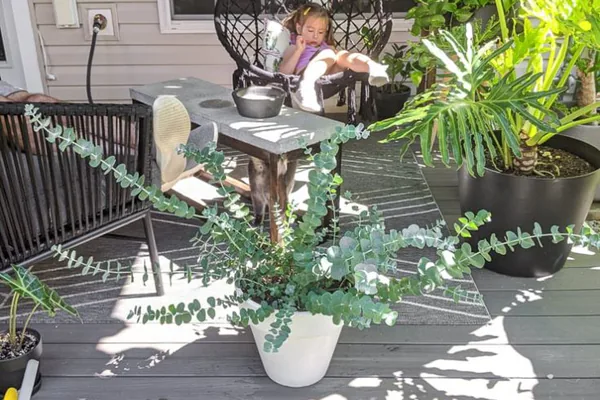 How to Grow Eucalyptus Successfully