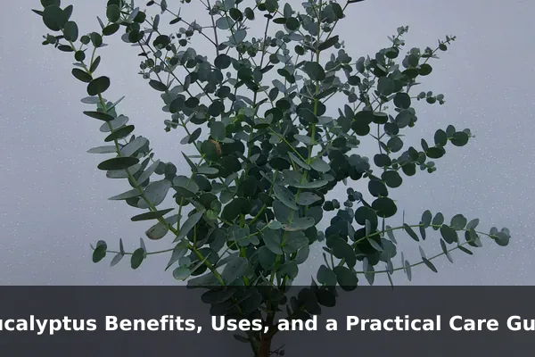 Eucalyptus Benefits, Uses, and a Practical Care Guide